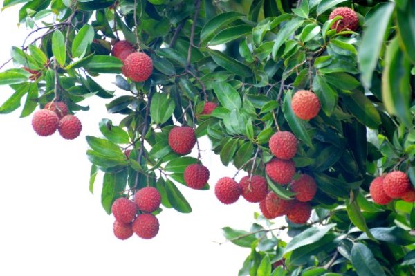 瑶鸿配资 千年 “福荔” 藏岭南
